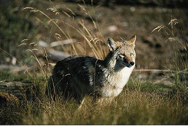 开放世界生存制作游戏《灵魂面甲》首日销量超10万
